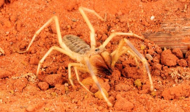 Camel Spider Unleashed: Unveiling the Most Infamous Villain in Movie ...