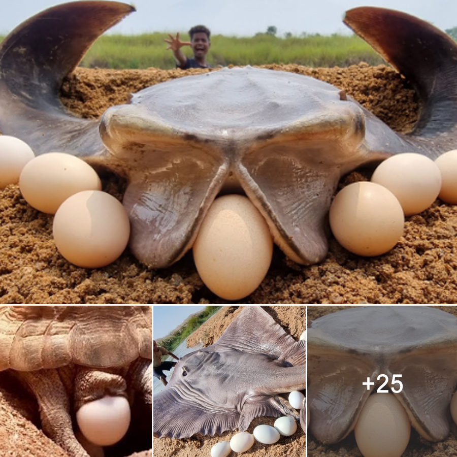 The once in a Thousand years moment wҺen giant rays come up to The river bank to lay eggs (Video)