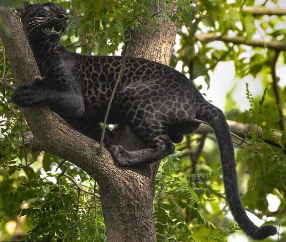 A genetic anomaly resulted in the discovery of an exceptionally uncommon BLACK leopard with dark fur surrounding its spots in an Indian park.