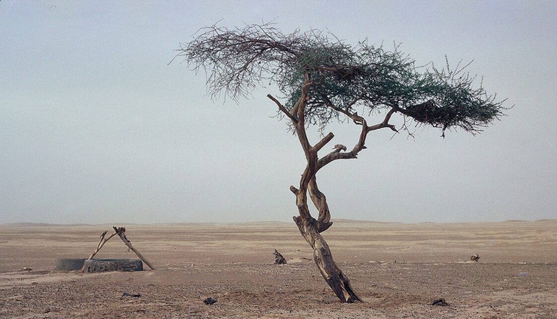 La increíble historia del árbol más solitario del mundo y cómo fue asesinado por un conductor ebrio