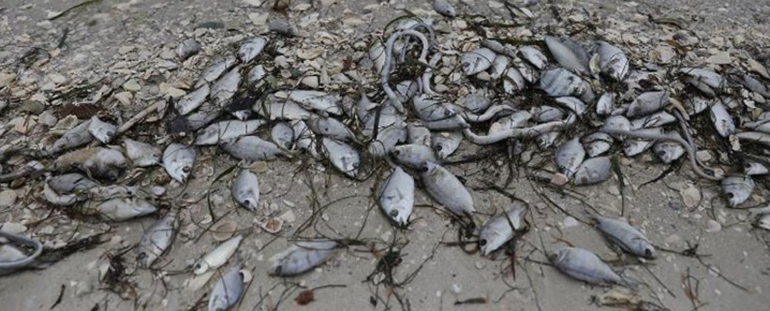 Scary phenomenon causes thousands of creatures to die suddenly in the US