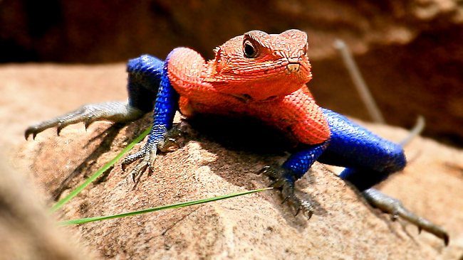 The Strangest Reptile on the Planet