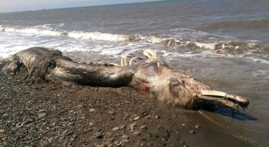 The carcass of a giant creature washed up on the coast of Russia