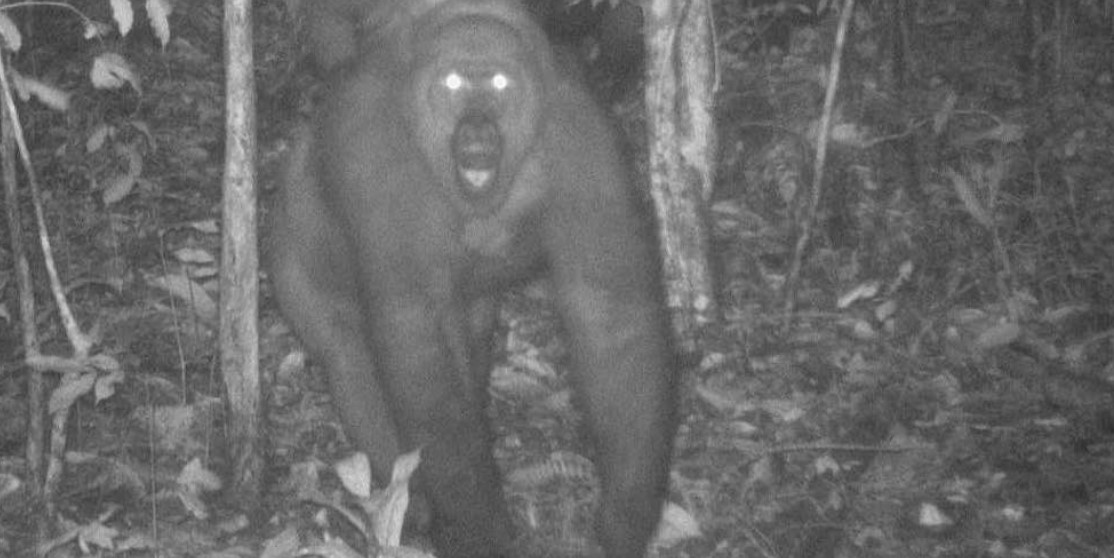 Camera Traps Reveal New Babies Born to World’s Rarest Great Ape Species, Sparking Hope For its Survival