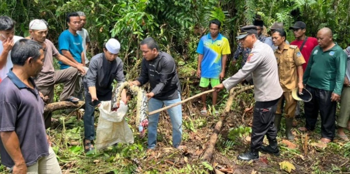 Villagers cut open huge 22ft python to find missing grandma inside