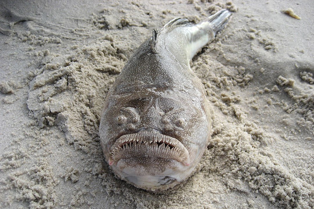 Este pez se esconde en la arena boca arriba mirando las estrellas, haciéndote olvidar que se estremece como una anguila
