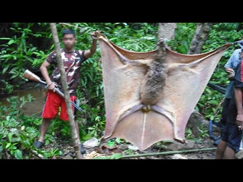 “Unsettling Human-Faced Giant Bat Ignites Panic in Local Community” 