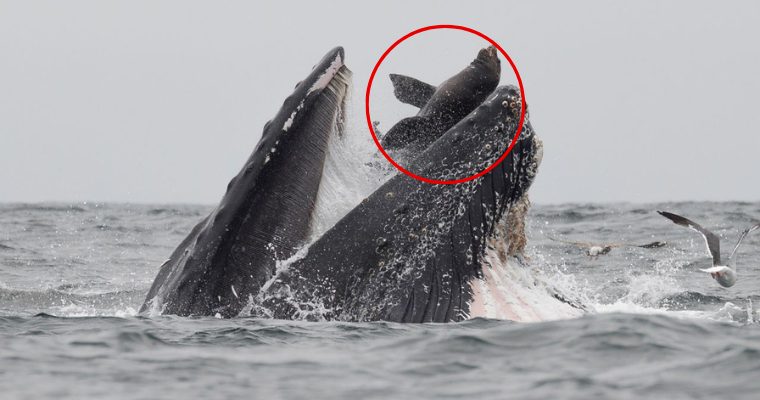 A rare photograph shows a sea lion trapped in the mouth of a humpback whale