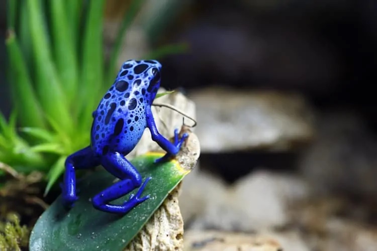 15 Cool Frogs to See in the World
