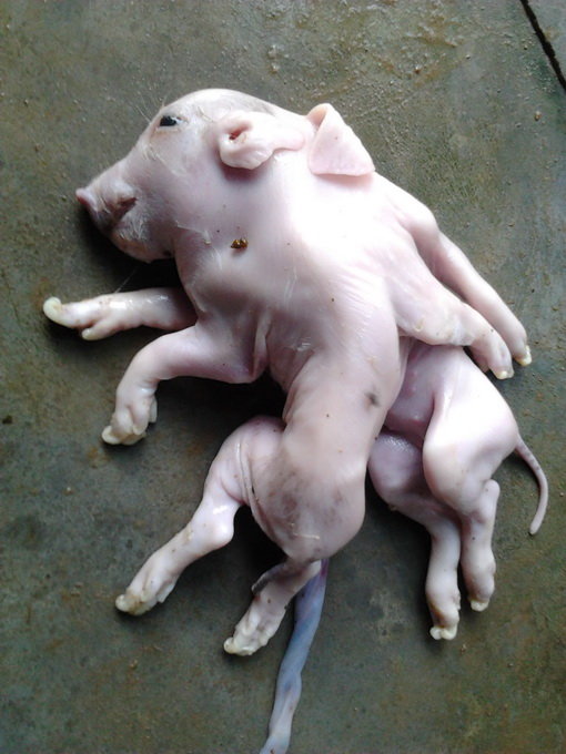 El nacimiento del cerdo mutante con una cabeza, ocho patas y dos cuerpos fusionados desató el terror entre los lugareños (Video)