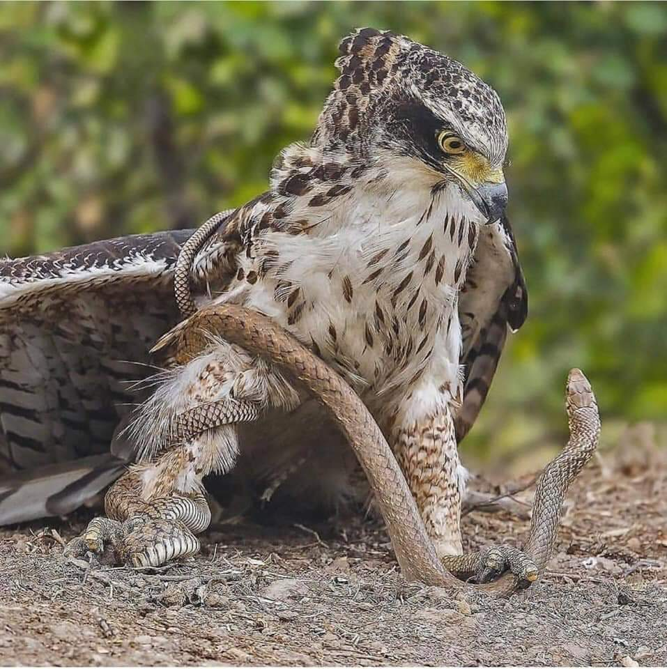 The Hawk unsuccessfully attacks the snake!