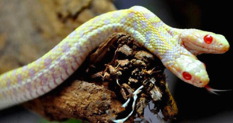 A two-headed albino snake was discovered in Snake Worlds at the zoo.