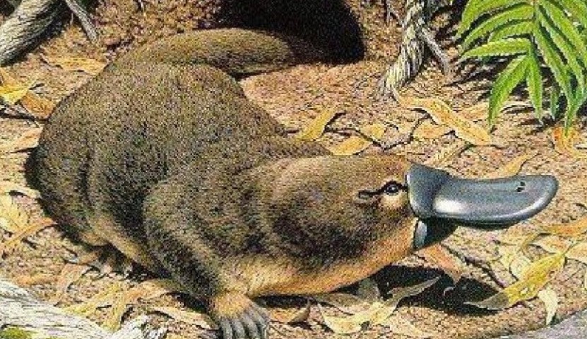 Platypus – 4 interesting facts about Egg-laying animals