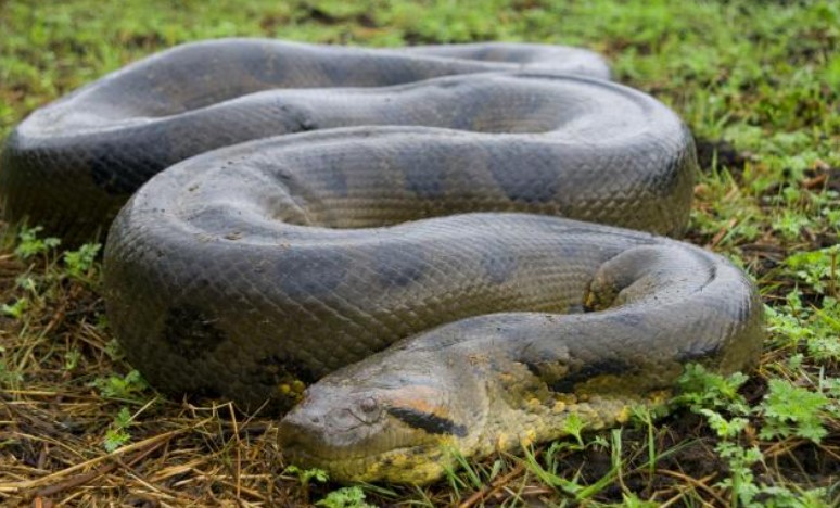 Green python - monster haunts South America