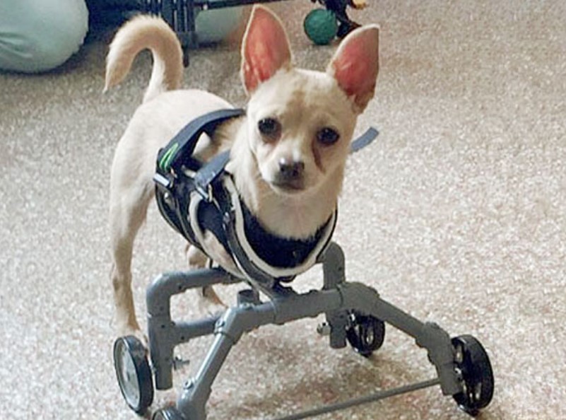 Disabled Dog Survives With Artificial Legs