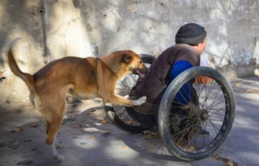 Dog pushes wheelchair to take disabled owner for a walk