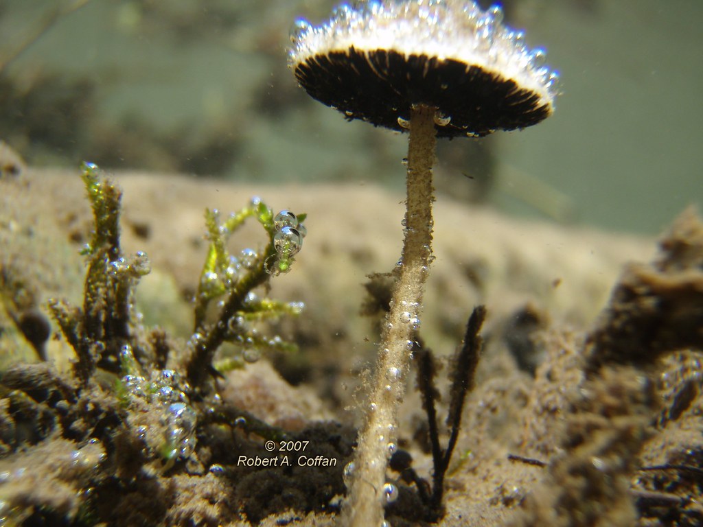 El único hongo acuático con branquias del mundo y la asombrosa historia de su descubrimiento