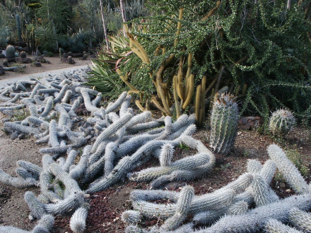 Diablo rastrero: las raras especies de cactus que pueden moverse por el desierto