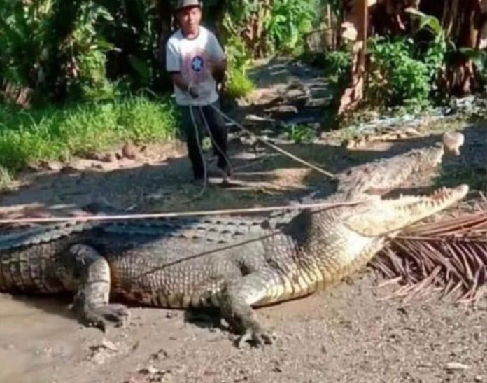 The villagers surrounded the giant crocodile with a length of up to 4.3m