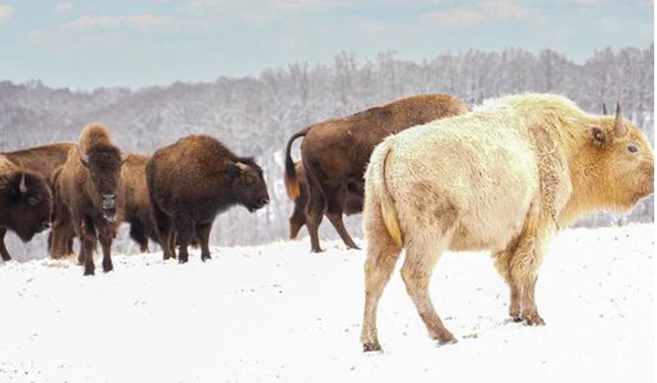Why is the white bison considered a sacred symbol of the Lakota tribe?