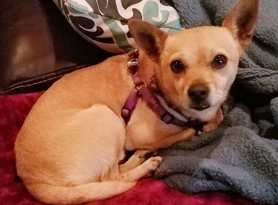 Lost Chihuahuas gain new life