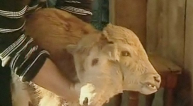 Two-headed calf in Georgia