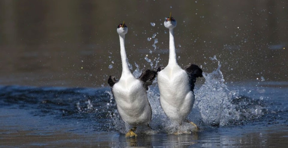 This is the only bird that can walk on water