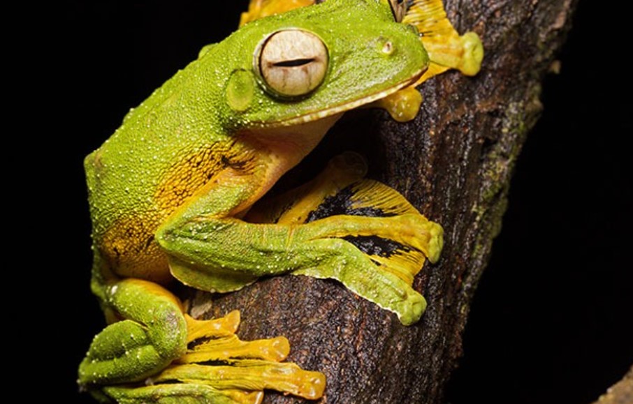 Top 6 Weirdest Frogs & Toads
