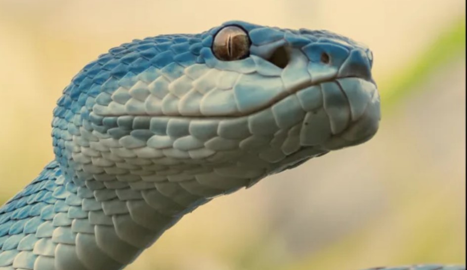 The Top 5 Strangest Snakes in the World