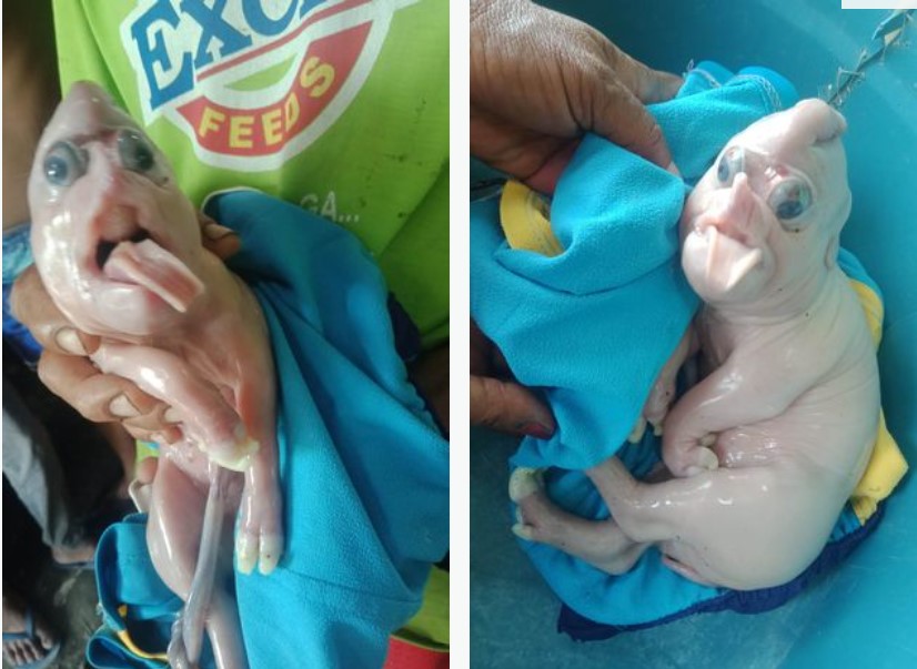 Mutant piglet born with elephant trunk with animal hailed as sign of good fortune