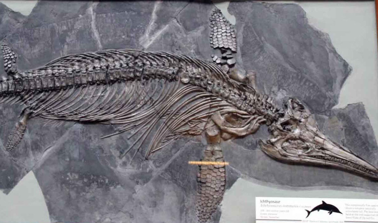 Un fossile vieux de 139 millions d’années d’ichtyosaure gravide de 13 pieds avec des embryons encore à l’intérieur découvert lors de la fonte d’un glacier au Chili