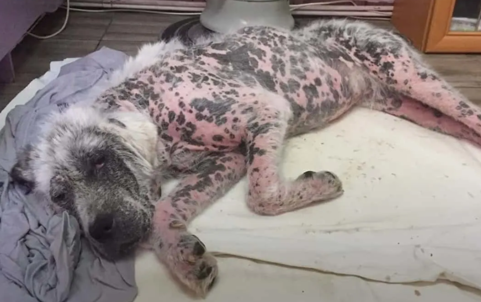 This stray granted rescuers permission to save her on one condition.