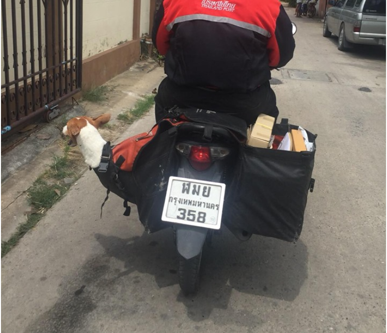 Thai postman not enough help sending letters. He also helped send a dog who was hit by a car to be treated.