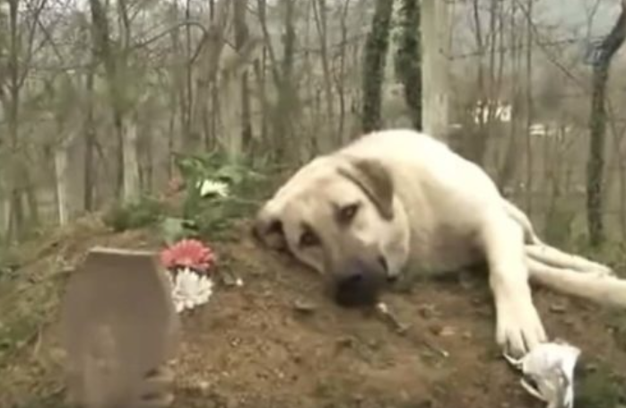 The dog lies in his owner's grave every time he visits the cemetery. It still loves him the same.