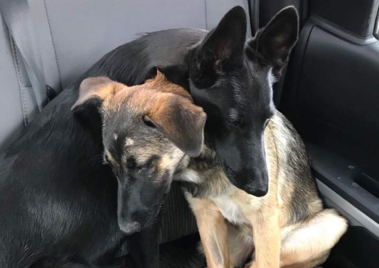 Two German Shepherds are inseparable