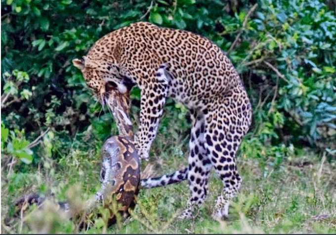 Python Constricts Leopard!