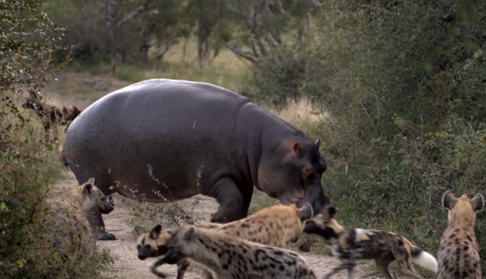 Battle between Wild Dogs, Hyenas, Hippos & 2 Impalas