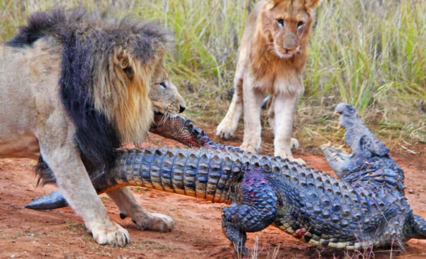 Lions Attack Crocodile Walking on Land
