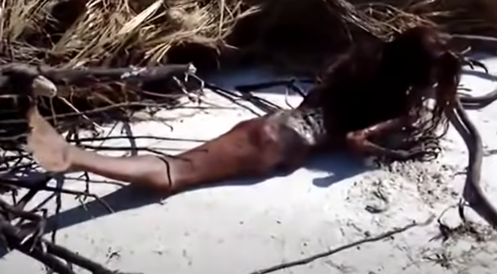 Terrified by the video of a half-human, half-fish skeleton washed up on the beach, the online community stirred up