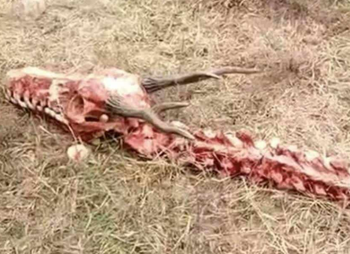 The Whole World Was Shocked When An 18 Meter Long Dragon Skeleton Was Found In China