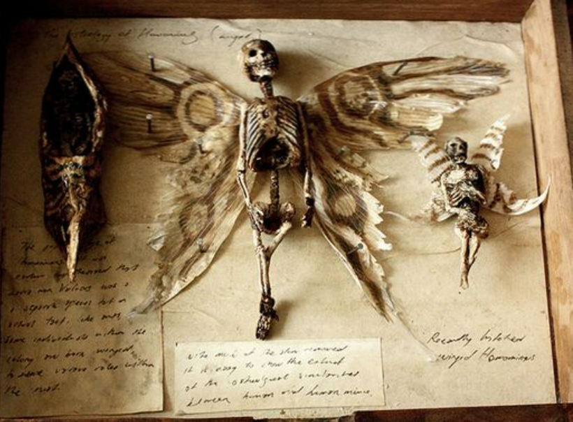 Scared To Find A Small, Winged Human Skeleton In The Basement Of An Old House In London