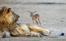 Baby Impala Approaches The Lion – A Mistake