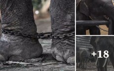 Investigation reveals abuse of elephants in Thailand