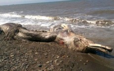The carcass of a giant creature washed up on the coast of Russia