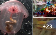 No need to go to Mars far away, even on Earth there are 50 species of these 