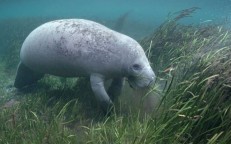 Natural food is scarce, Florida has to feed manatees 9 tons of lettuce every week
