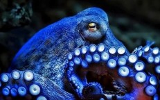 Why is an octopus called a 'sea monster'?