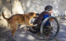 Dog pushes wheelchair to take disabled owner for a walk