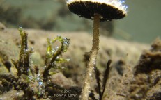 El único hongo acuático con branquias del mundo y la asombrosa historia de su descubrimiento