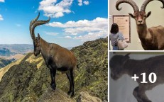 Pyrenean mountain goat ibex: The first and only animal in the world to go extinct twice